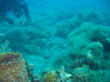 IMG_0942.JPG