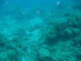 IMG_0944.JPG